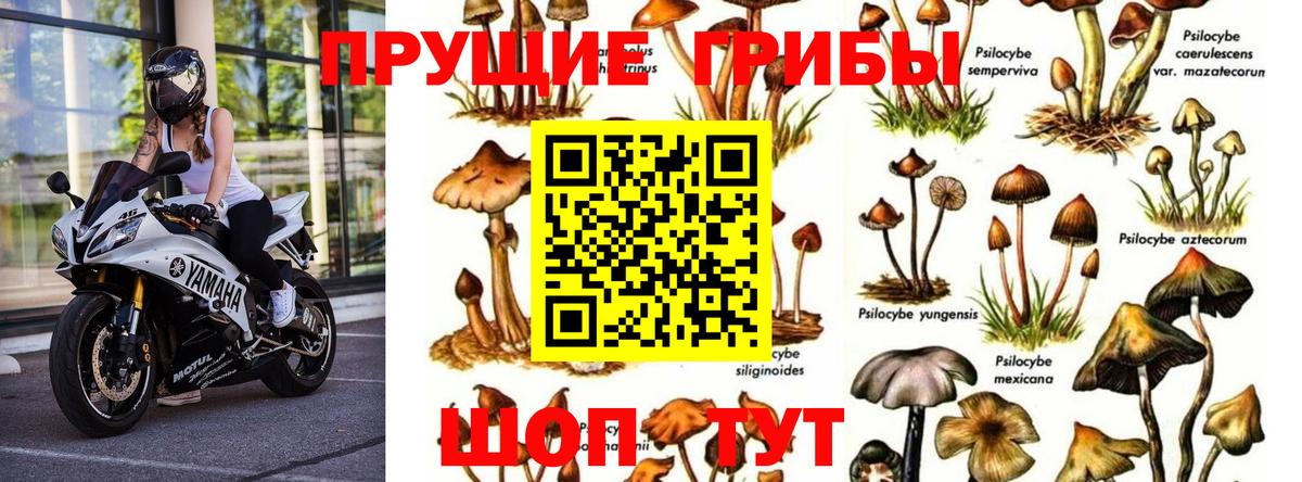 Полысаево  Галлюциногенные грибы Psilocybe  Псилоцибиновые грибы Psilocybe  Вход с VPN 